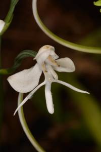 Terrestrische Orchidee - Pico papagaio - Principe